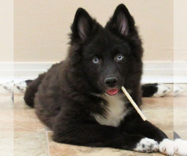 Medium Photo #6 Huskimo Puppy For Sale in SEBRING, FL, USA