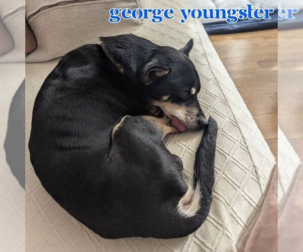 Medium Photo #8 Chiweenie Puppy For Sale in San Antonio, TX, USA