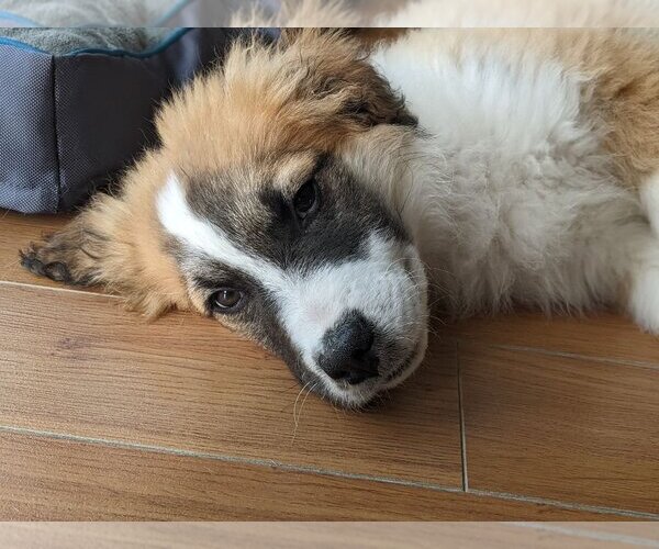Medium Photo #4 Collie-Unknown Mix Puppy For Sale in Calgary, Alberta, Canada