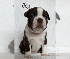 Boston Terrier Puppy for sale in WEST LAFAYETTE, IN, USA