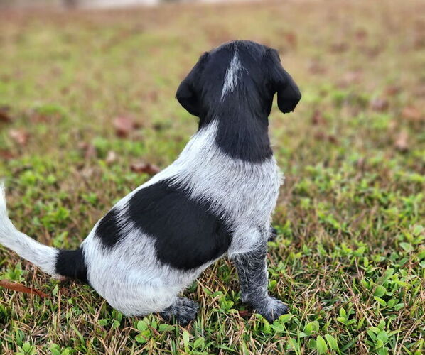 Medium Photo #3 German Shorthaired Pointer-Goldendoodle Mix Puppy For Sale in WILLACOOCHEE, GA, USA
