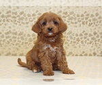 Small Cavapoo