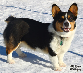 Father of the Pembroke Welsh Corgi puppies born on 12/26/2015