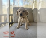 Small Photo #5 Labrador Retriever Puppy For Sale in CHICKAMAUGA, GA, USA