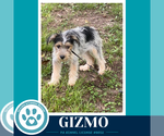 Small #3 Shih Tzu Mix