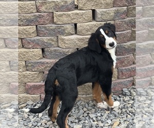 Bernese Mountain Dog Puppy for sale in DUNDEE, OH, USA