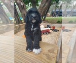 Puppy Sky Bordoodle