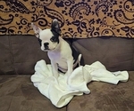 Small Boston Terrier