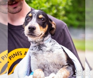 Labrador Retriever-Unknown Mix Dogs for adoption in Washington, DC, USA