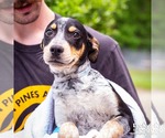 Small Labrador Retriever Mix