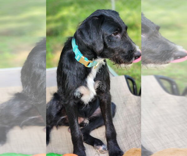 Medium Photo #10 Airedale Terrier-German Wirehaired Pointer Mix Puppy For Sale in Boonton, NJ, USA