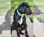 Small #9 Airedale Terrier-German Wirehaired Pointer Mix