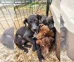 Small Photo #1 Doberman Pinscher-Labrador Retriever Mix Puppy For Sale in garner, NC, USA
