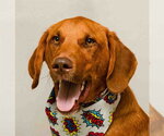 Small Plott Hound