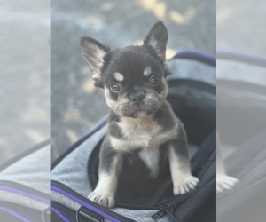 French Bulldog Puppy for sale in SAN JOSE, CA, USA