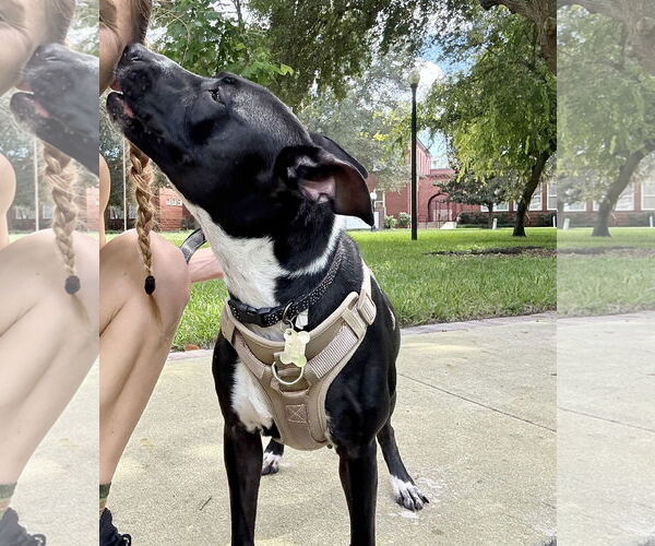 Medium Photo #7 Basenji-Unknown Mix Puppy For Sale in Sanford, FL, USA