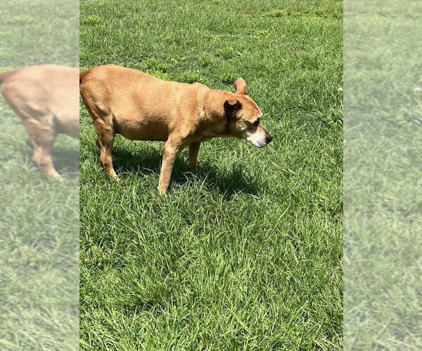 Medium Photo #5 Mountain Cur-Rhodesian Ridgeback Mix Puppy For Sale in Holly Springs, NC, USA