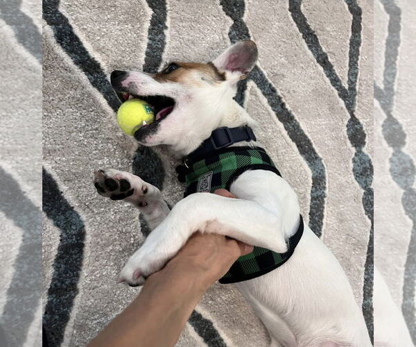 Medium Photo #3 Jack Russell Terrier-Unknown Mix Puppy For Sale in Davis, CA, USA