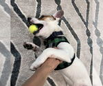 Small #2 Jack Russell Terrier Mix
