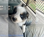 Small Photo #26 Australian Shepherd Puppy For Sale in MILLBORO, VA, USA