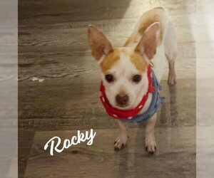 Chihuahua-Unknown Mix Dogs for adoption in HOUSTON, TX, USA