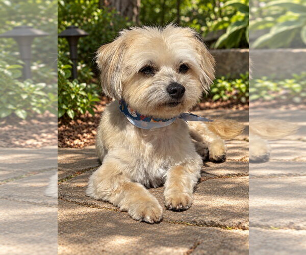 Medium Photo #2 Havanese-Unknown Mix Puppy For Sale in San Jose, CA, USA