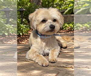 Brody - Male Havanese-Unknown Mix Dog for Adoption - Photo #2