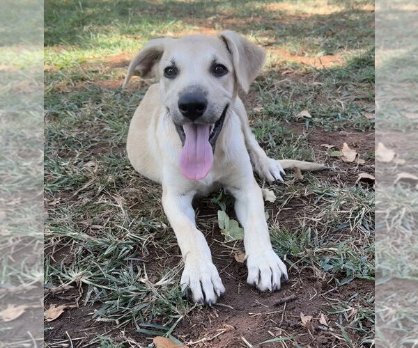 Medium Photo #1 Labrador Retriever-Unknown Mix Puppy For Sale in OKLAHOMA CITY, OK, USA