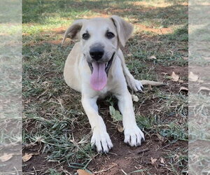 Labrador Retriever-Unknown Mix Dogs for adoption in OKLAHOMA CITY, OK, USA