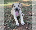 Small Labrador Retriever Mix