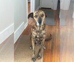 Small Mutt