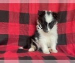 Small Photo #3 Border Collie Puppy For Sale in LAKELAND, FL, USA