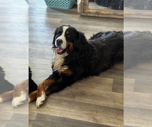 Father of the Bernese Mountain Dog puppies born on 05/15/2025