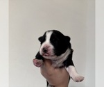 Small Photo #20 Australian Shepherd Puppy For Sale in DEVINE, TX, USA