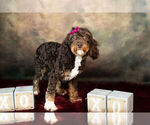 Small #1 Poodle (Toy)