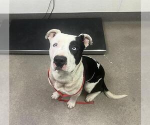 Mutt Dogs for adoption in HESPERIA, CA, USA