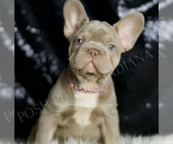 Medium Photo #3 French Bulldog Puppy For Sale in WARSAW, IN, USA