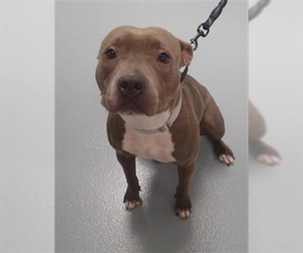 Medium Photo #1 American Pit Bull Terrier Puppy For Sale in St. Cloud, FL, USA