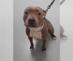 Small American Pit Bull Terrier