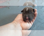 Small Photo #3 American Pit Bull Terrier Puppy For Sale in WENATCHEE, WA, USA