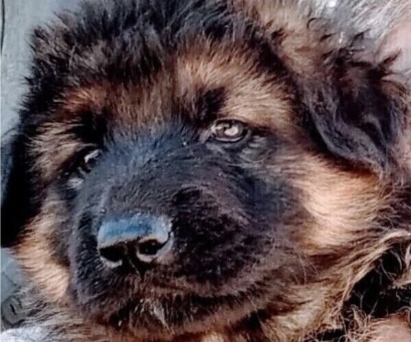 Medium Photo #1 King Shepherd Puppy For Sale in YUCCA VALLEY, CA, USA