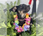Small #4 Rat Terrier Mix