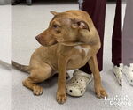 Small #2 Labrador Retriever Mix
