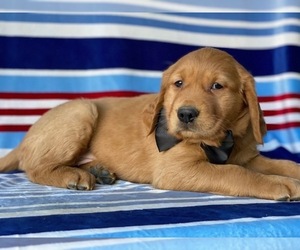 Golden Retriever Puppy for sale in LANCASTER, PA, USA