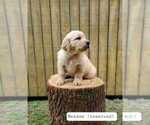 Puppy Meadow Golden Retriever