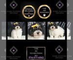 Puppy Chibi AKC Poodle (Toy)