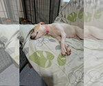 Small #2 Jack Russell Terrier-Labrador Retriever Mix