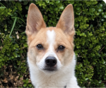 Small Shiba Inu Mix