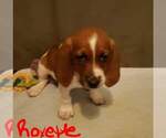 Small Photo #3 Basset Hound Puppy For Sale in CENTRALIA, WA, USA