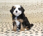 Small #3 Miniature Bernedoodle